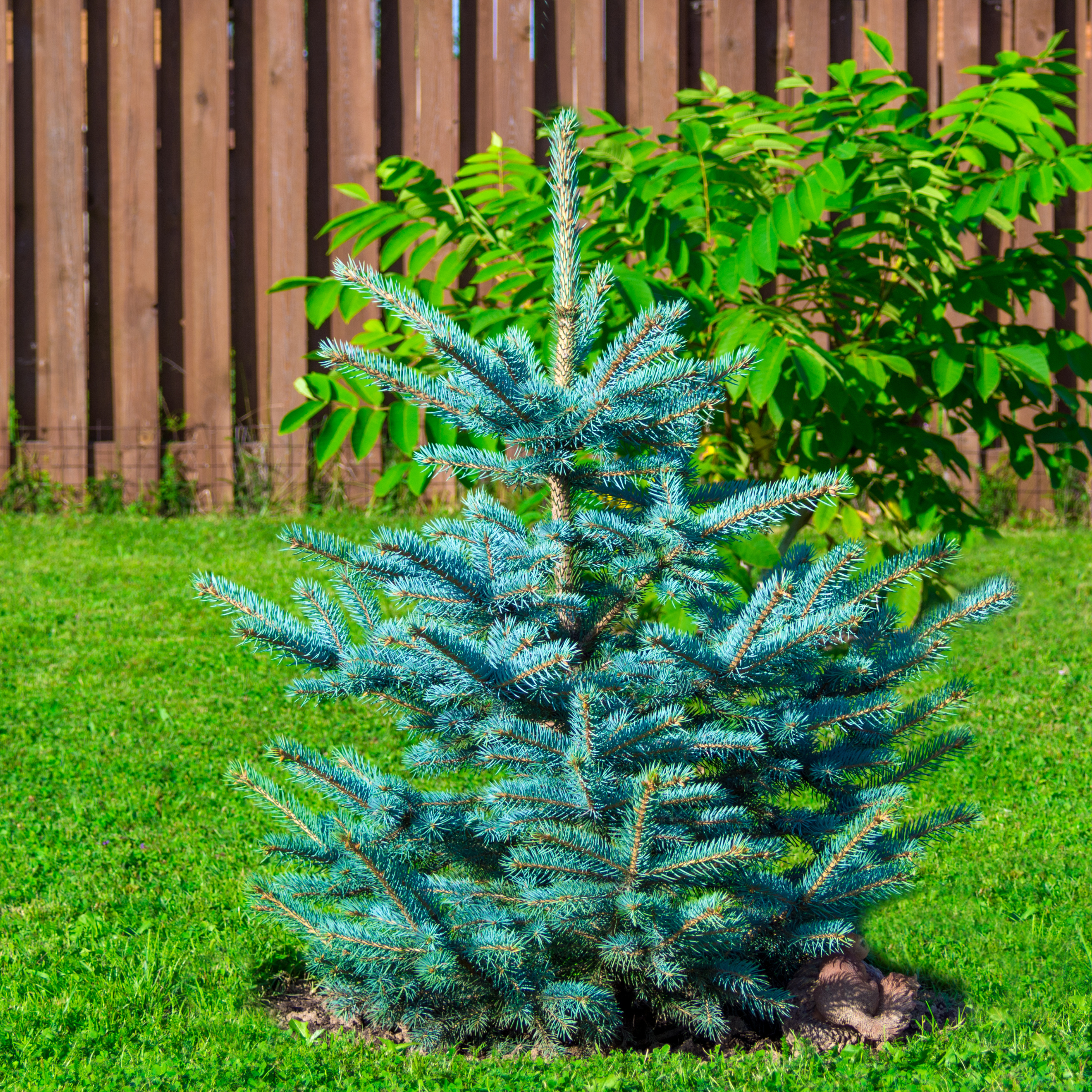 Lenox（レノックス） 「Blue with Tree Christmas Blue Full Artificial 4ft Liguanow Amazon.com: Tree（ブルー・ツリー）」 食器