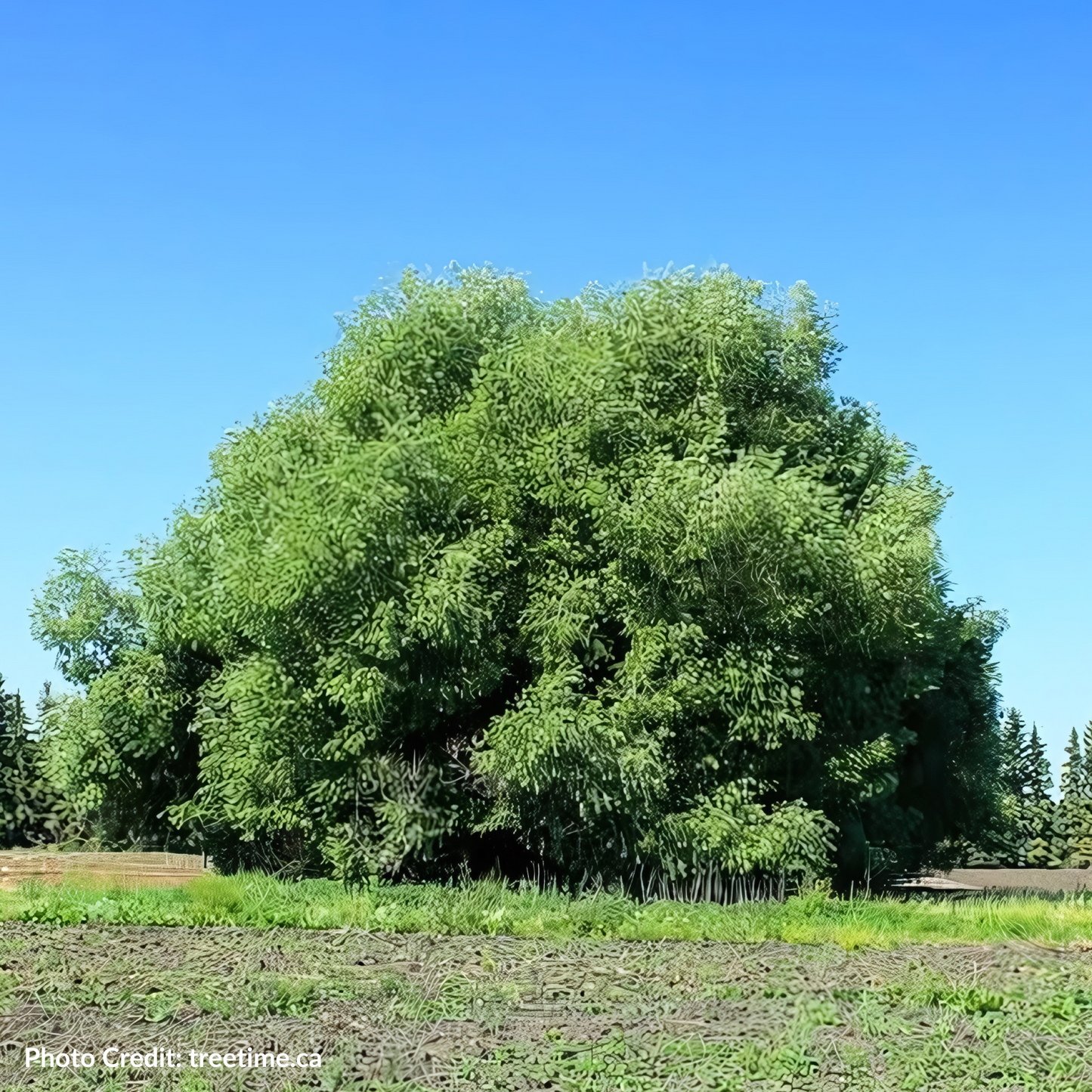 Acute Willow Seedlings (Bundle of 10)