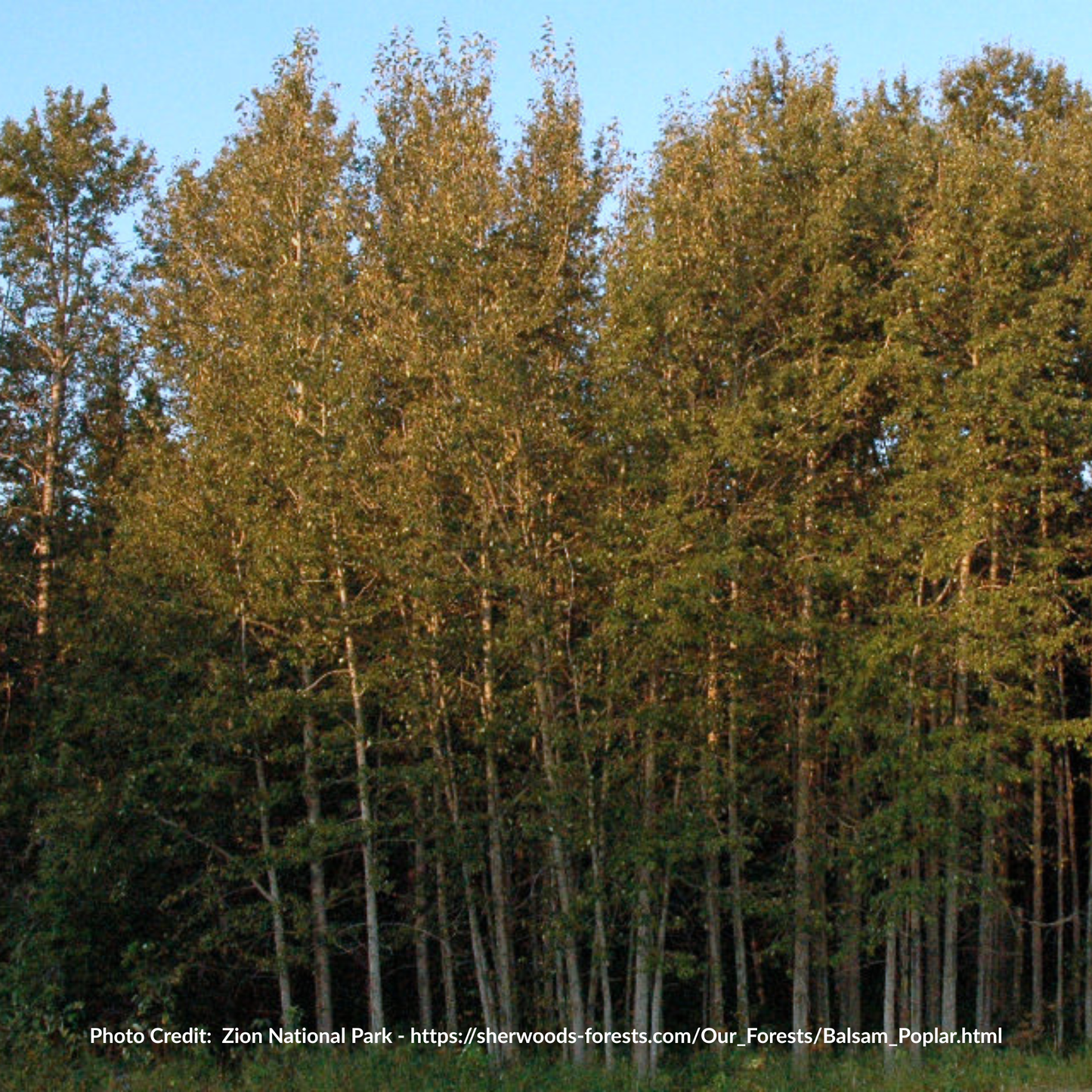 Balsam Poplar Seedlings (Bundle of 10)