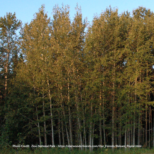 Balsam Poplar Seedlings (Bundle of 10)