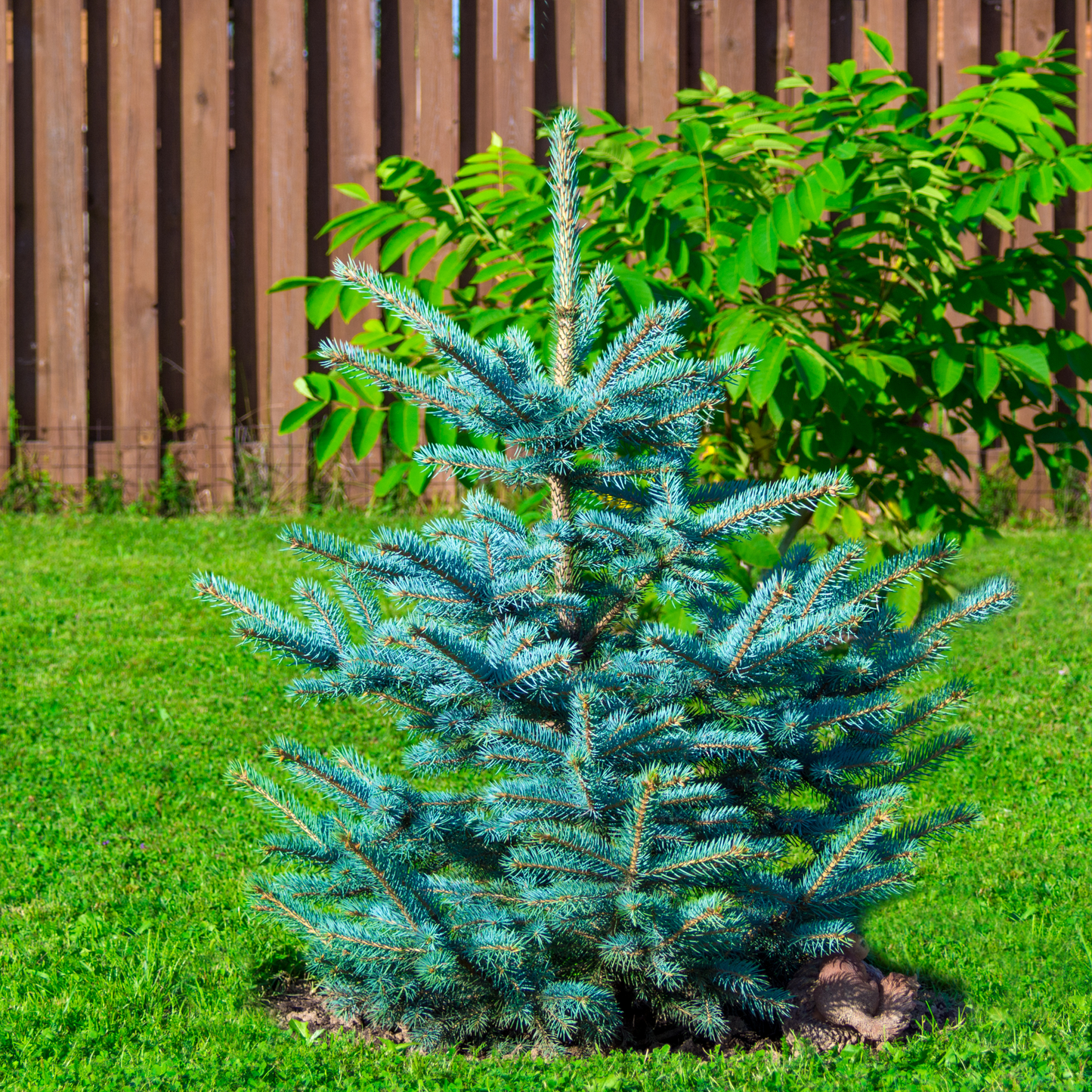 Blue Spruce Seedlings (Bundle of 10)