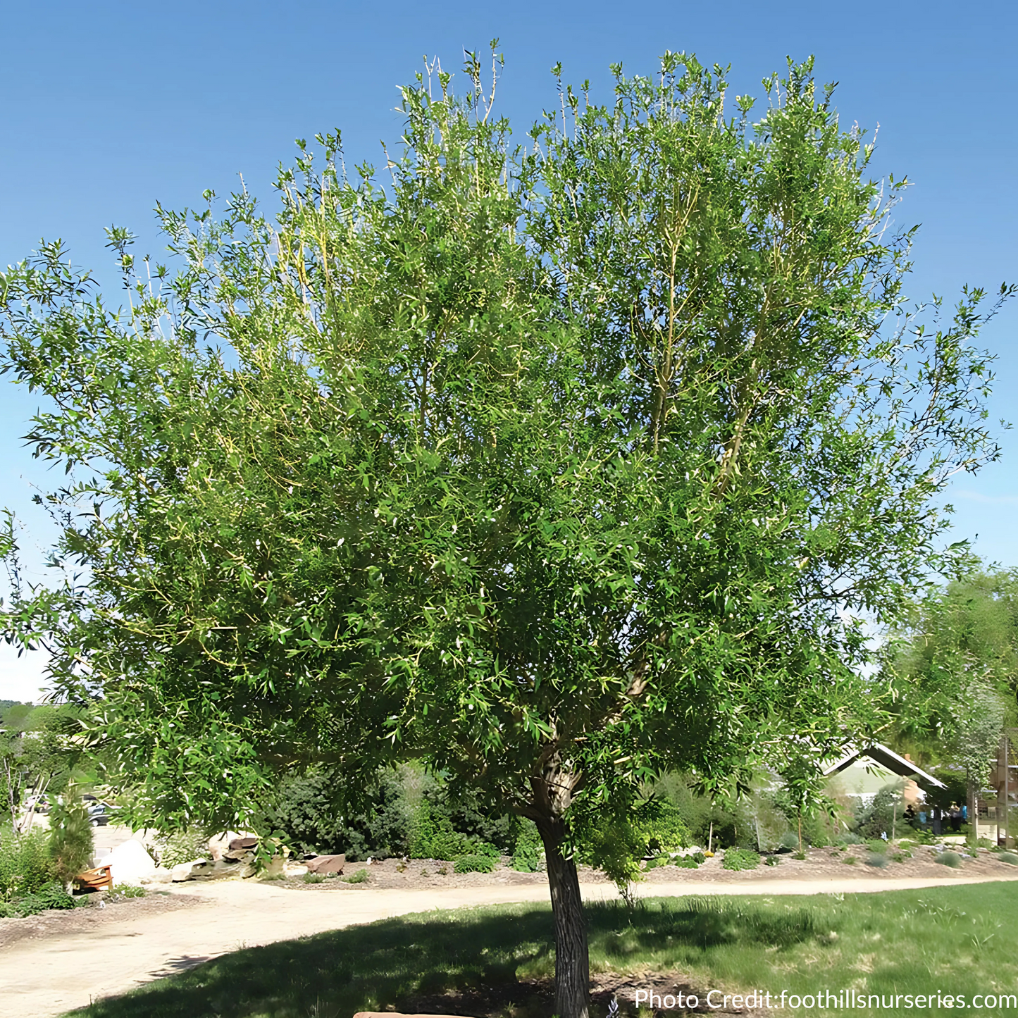 Golden Willow Seedlings (Bundle of 10)