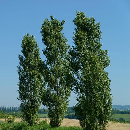 Hill Poplar Seedlings (Bundle of 10)