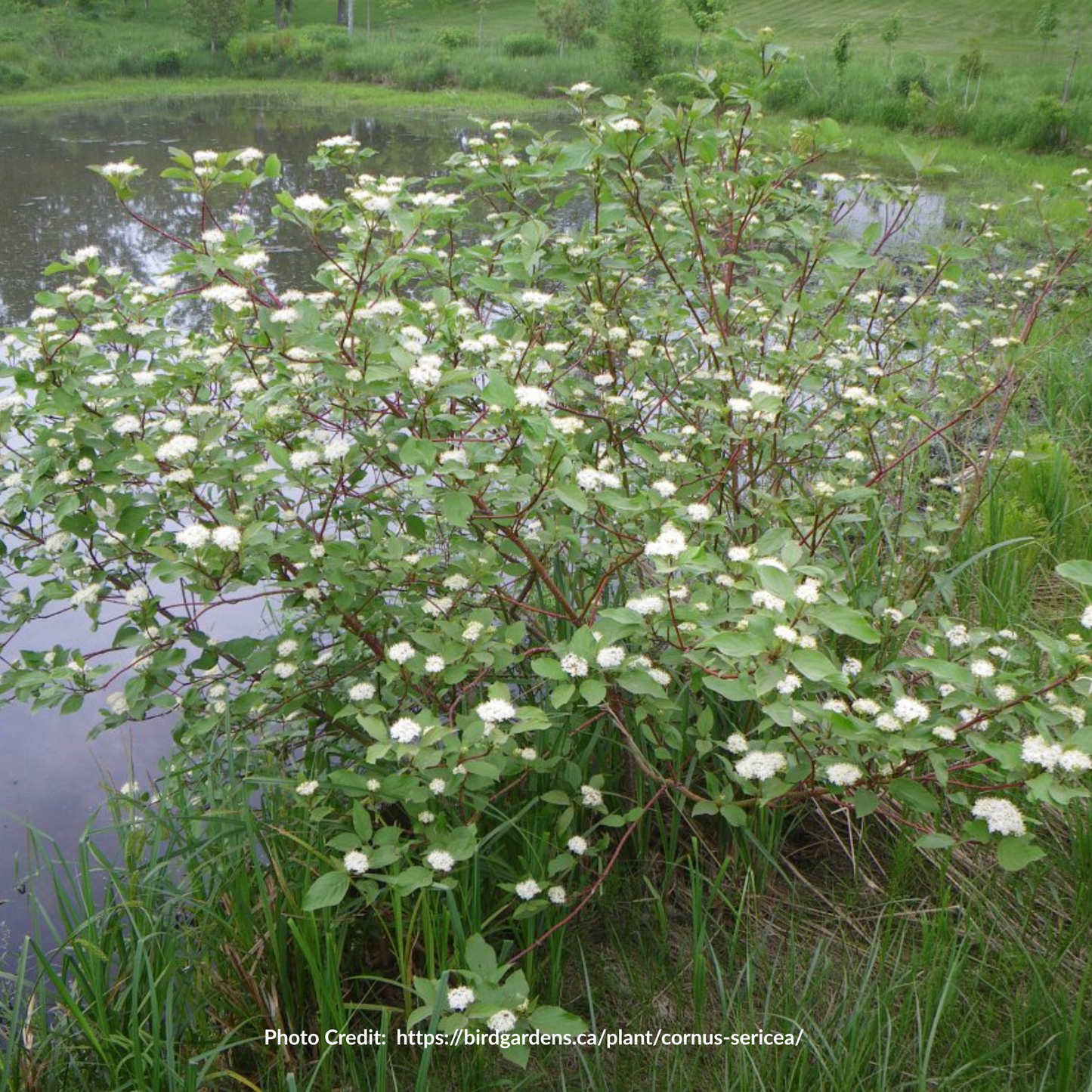 Red Osier Dogwood Seedlings (Bundle of 10)