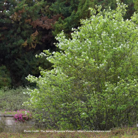 Smoky Saskatoon Seedlings (Bundle of 10)