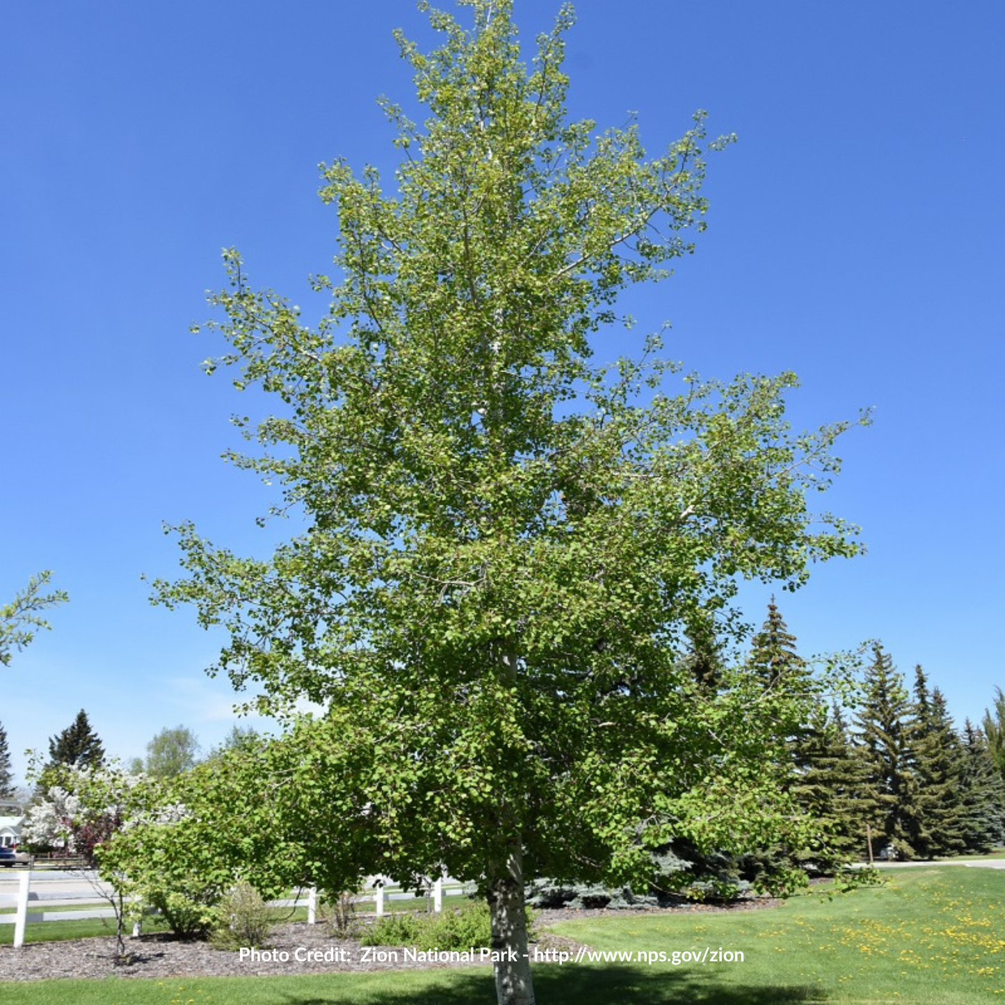 Trembling Aspen Seedlings (Bundle of 10)