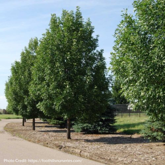 Tristis Poplar Seedlings (Bundle of 10)