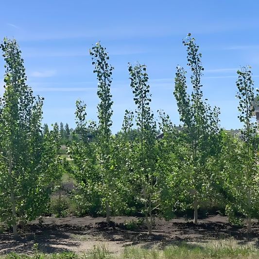 Walker Poplar Seedlings (Bundle of 10)