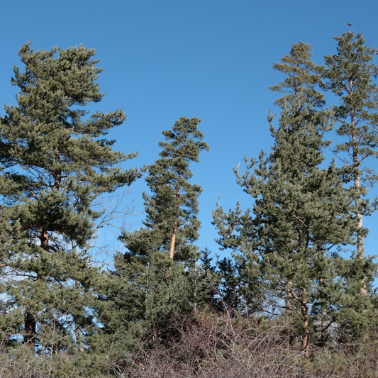 Scots Pine Seedling (Bundle of 10)